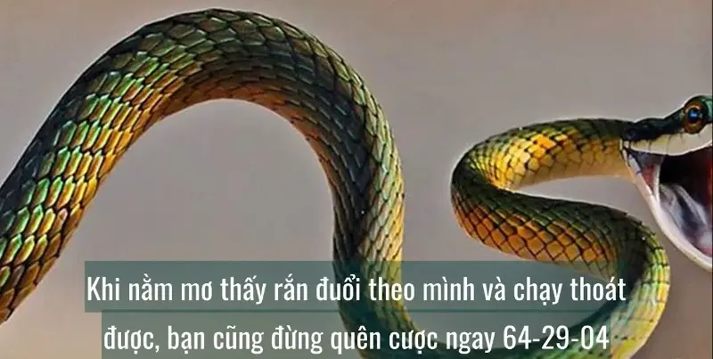 Chiêm Bao Thấy Rắn Cắn Là Điềm Gì? Giải Mã Số Mơ Và Mơ Thấy Cầu Vồng