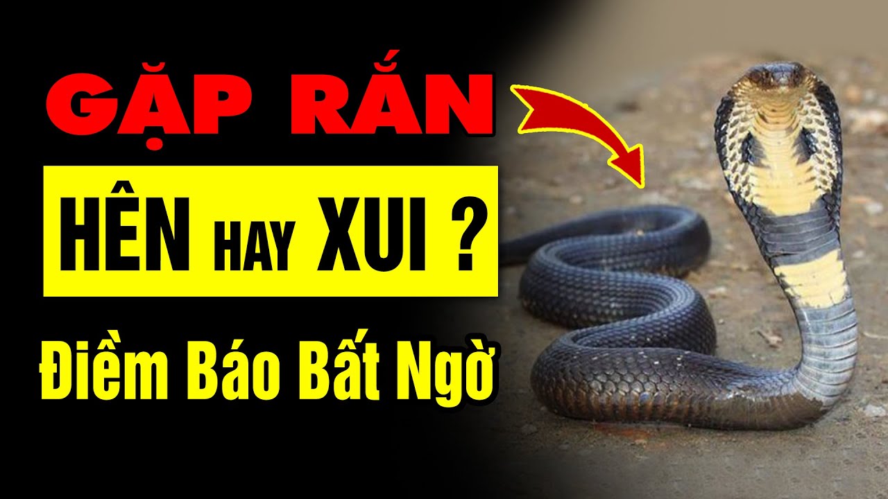 Chiêm Bao Thấy Rắn Cắn Là Điềm Gì? Giải Mã Số Mơ Và Mơ Thấy Cầu Vồng