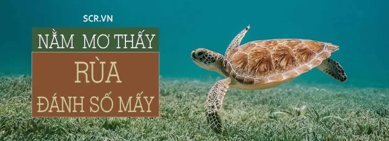 Mơ Thấy Rùa Là Điềm Gì? Giải Mã Giấc Mơ Và Số Mơ Tham Khảo